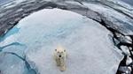 Polar bear looking up at camera, sitting on a single piece of frosty white ice