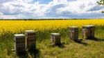 Beehives in a field