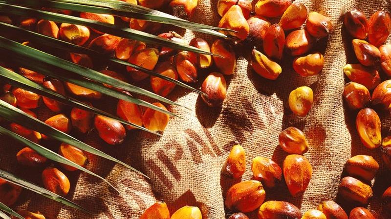 Palmöl aus nachhaltigem Anbau