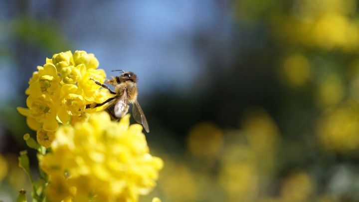 Bir arı, sarı renkli bir çiçeğin üzerinde