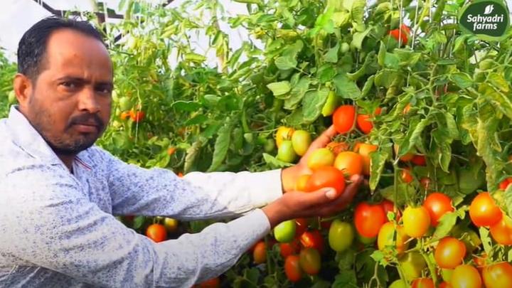 An image of a farmer in a tomato field checking and plucking ripe tomatoes. 