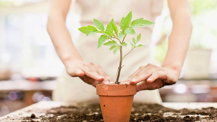 Planting a plant