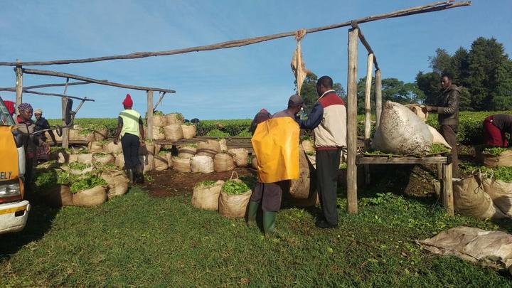 Tea farmers