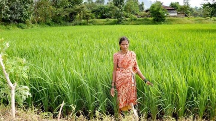 Image of a women farmer 