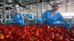 two ladies wearing blue gloves and unilever uniform sorting through a massive vat of tomatoes in a warehouse