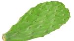 A leaf from a cactus plant