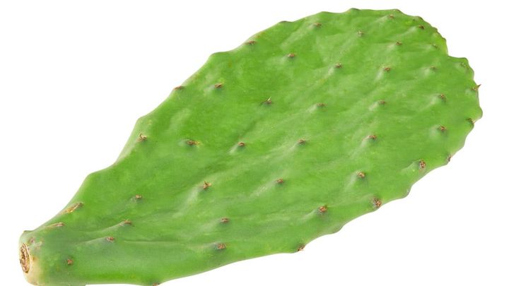 A leaf from a cactus plant