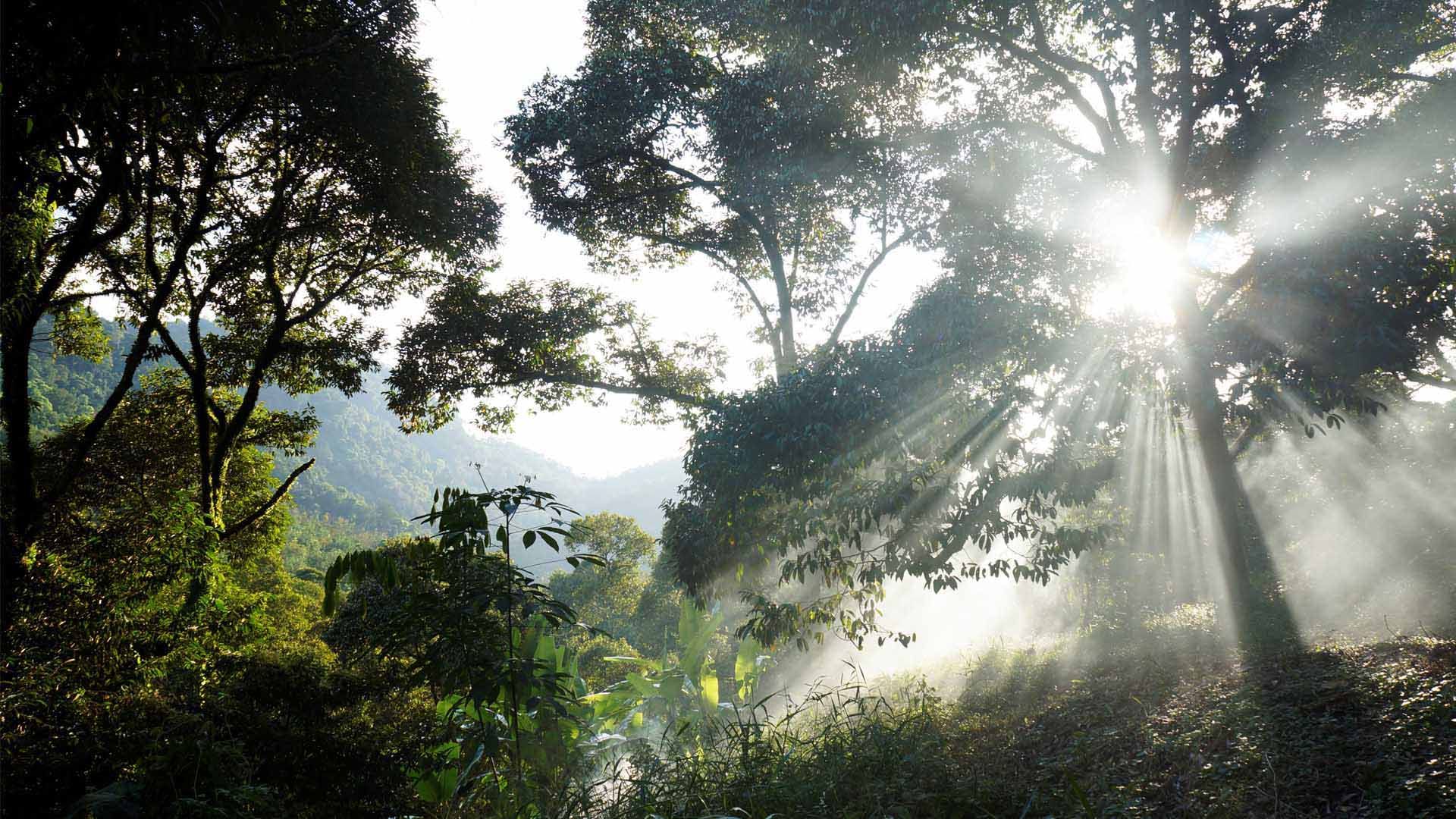 Light shining through tropical forest