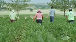 People walking through a field