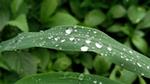 Featured image - Leaf droplets