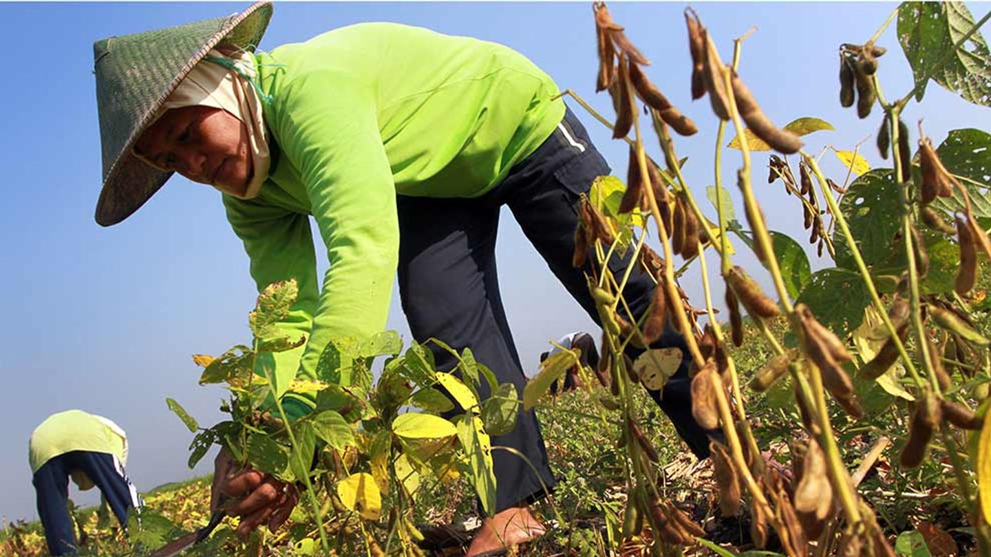 Småjordbrukare som odlar svarta sojabönor