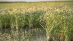 "Knorr Regenerative Agriculture rice crop in US