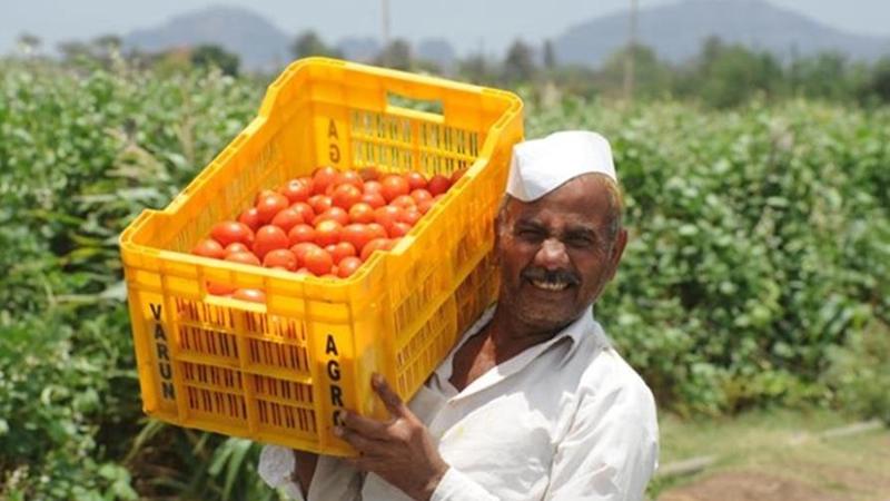 Image of a tomato farmer from India 