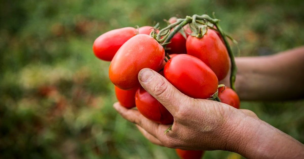 Kilauea Mountain Electrificeren Ronde Het waterbesparende geheim voor zoetere tomaten | Unilever