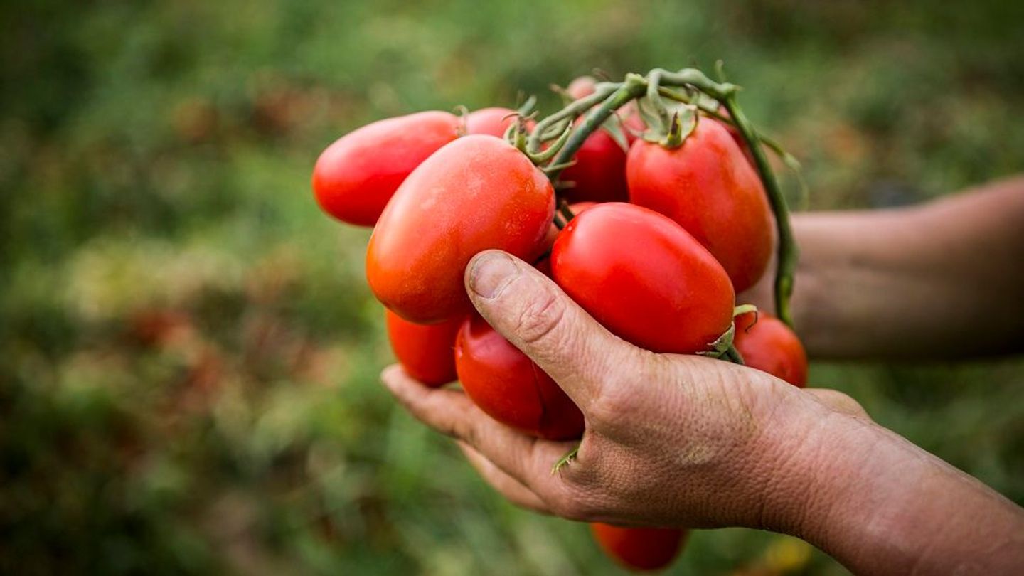 NL Duurzame tomaten van Knorr
