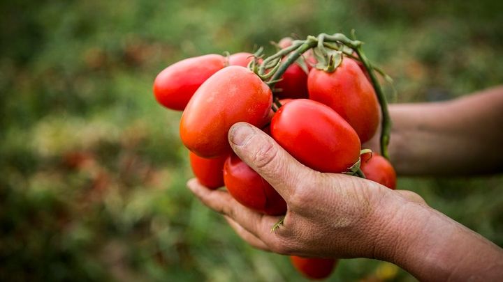 NL Duurzame tomaten van Knorr