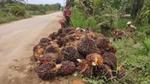 Pile of palm oil fruit at a collection point by the side of a road running alongside a plantation.