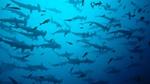 Underwater view of a school of Hammerhead shark