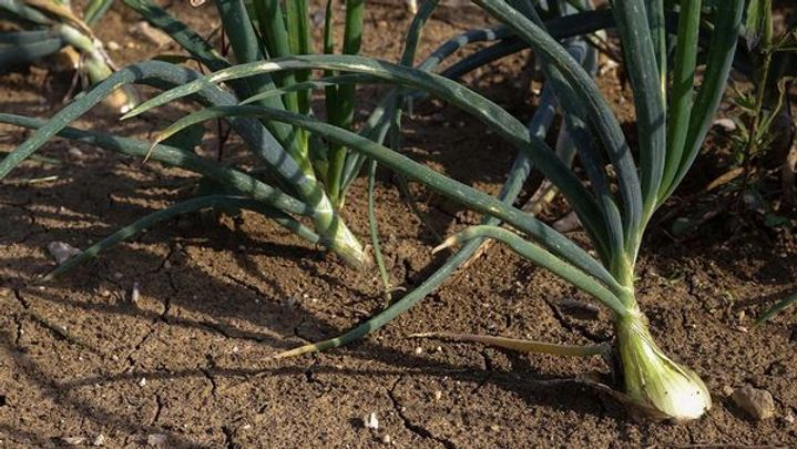 Onions in the ground on a farm