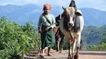 A woman pulls along cattle in a rural area