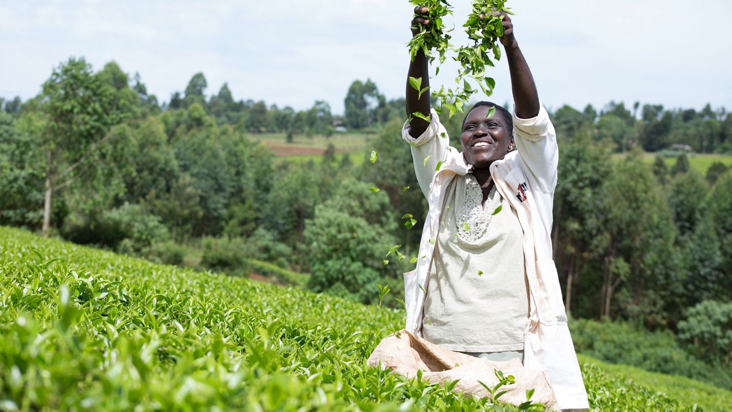 Person standing in a tea plantation throwing freshly picked leaves in the air