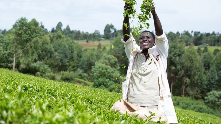 Woman standing in a tea plantation throwing freshly picked leaves in the air
