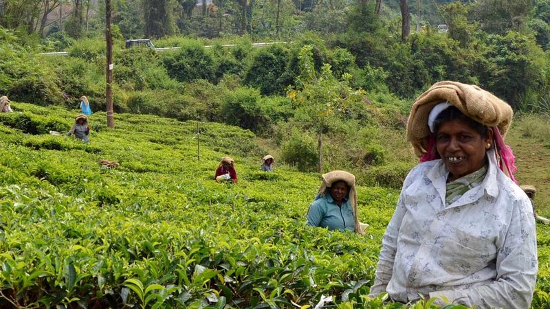 Women working in tea field