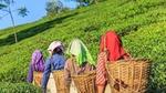 Women carrying baskets through tea fields