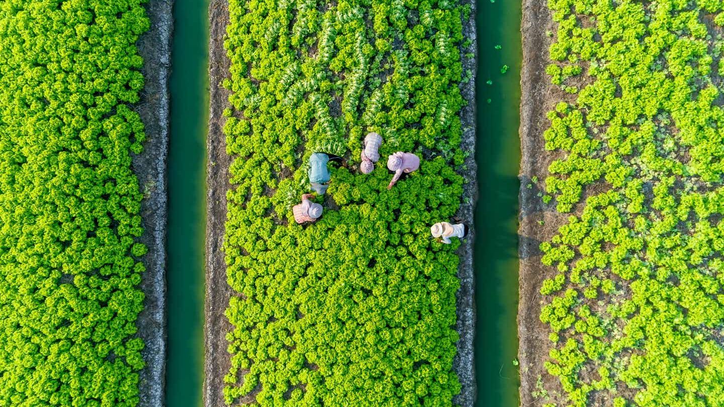 An aerial view of farmers cultivating green vegetables