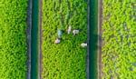 An aerial view of farmers cultivating green vegetables