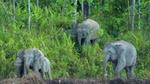Three elephants walking emerging from a forest clearing.