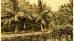 A palm plantation