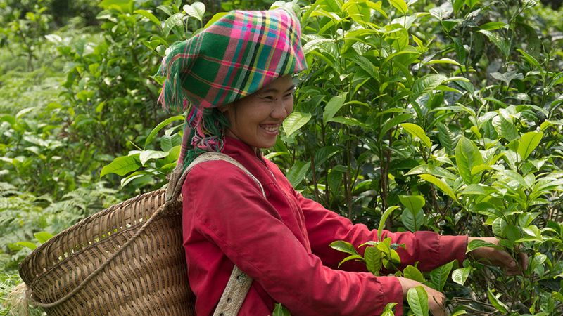 Pukka’s green tea is harvested from the mountains in Vietnam
