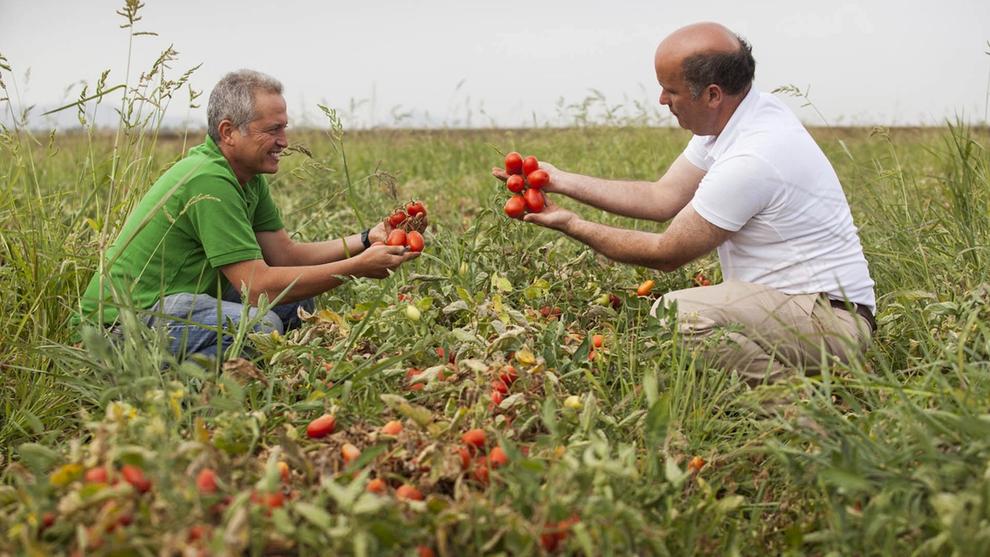 Two male farmers in a field holding ripe tomatoes