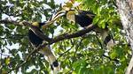 Two tropical birds on a tree