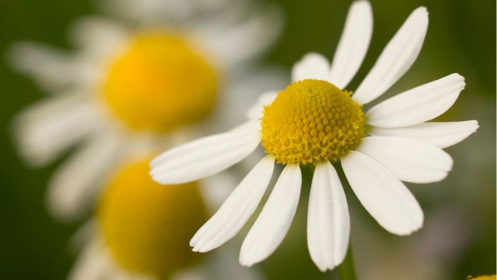 Chamomile flower