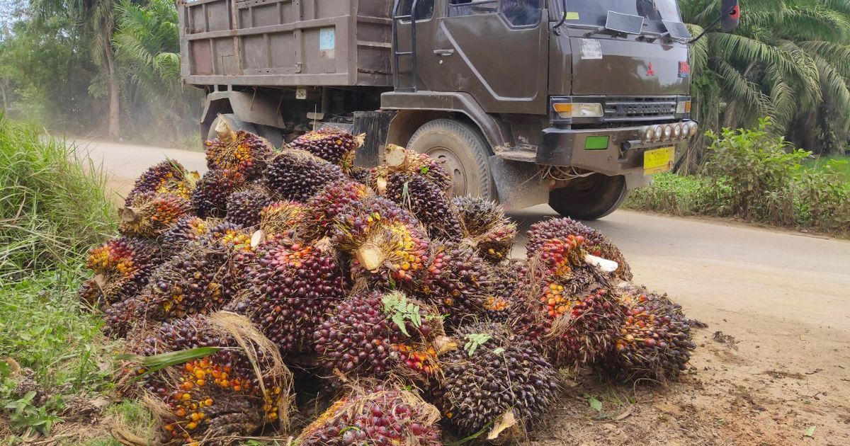 Sustainable and deforestation-free palm oil