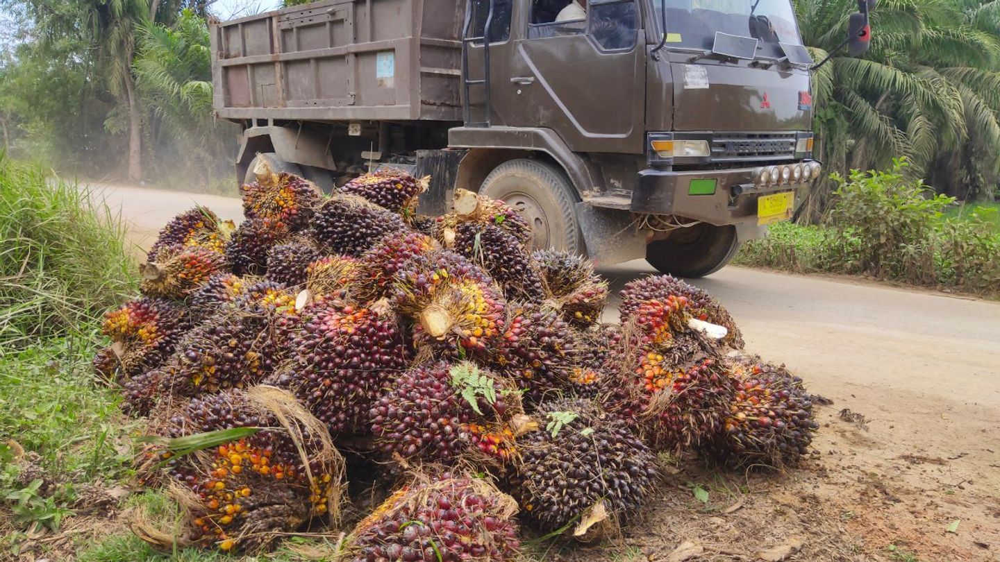Photo d’un camion avec des fruits du palmier à huile - également appelés régimes de fruits frais (FFB) 