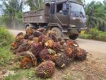 Truck on road next to palm oil fruit collection point