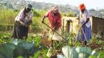 Women harvesting seasonal vegetables in a field