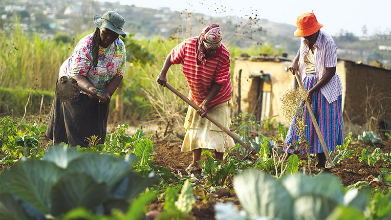 Women harvesting seasonal vegetables in a field