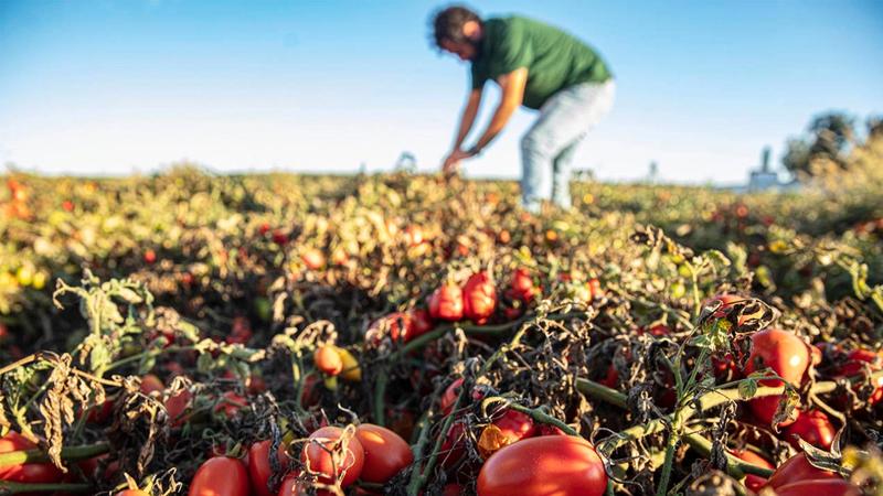 Farmer with tomatoes