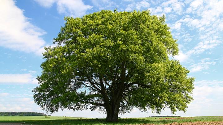 An image of a tree