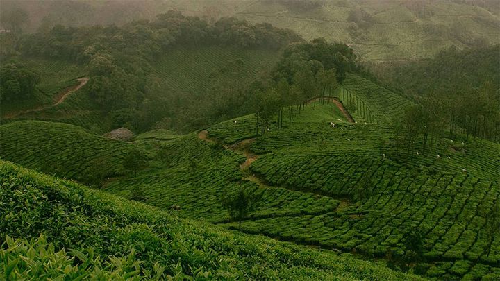 Image of tea fields