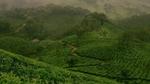 An image of tea fields