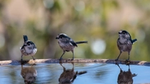 Picture of three sparrows drinking water.