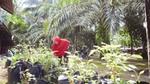 A woman checks out young plants in pots on a palm oil plantation in Indonesia