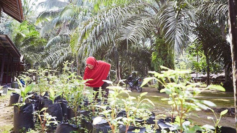 A woman checks out young plants in pots on a palm oil plantation in Indonesia