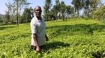 Mężczyzna zbierający liście herbaty na polu