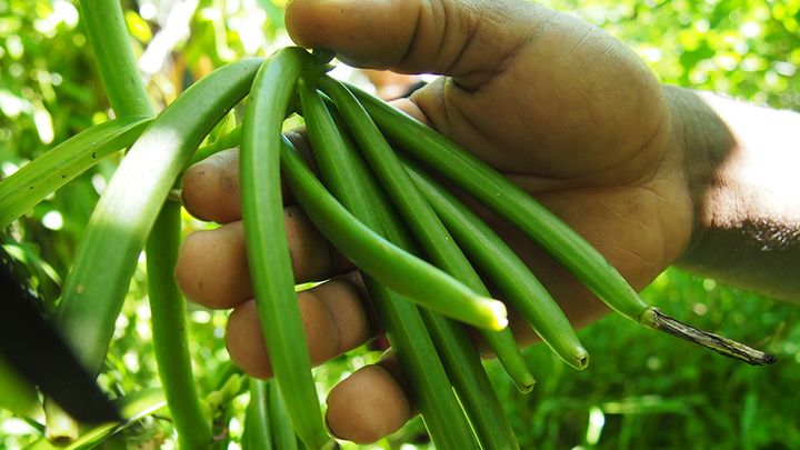 Vanilla farming in Madagascar